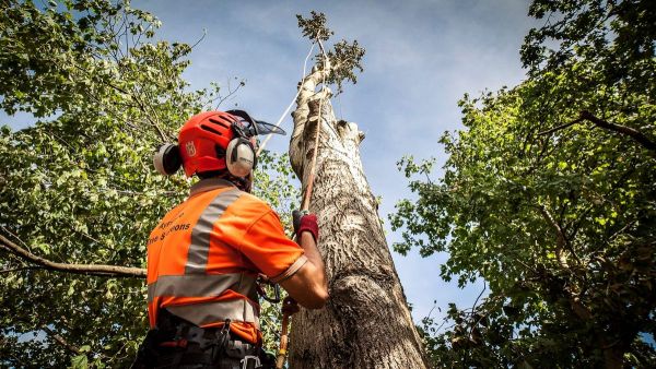 Top Tree Surgeon Training Programs Offered in Kent
